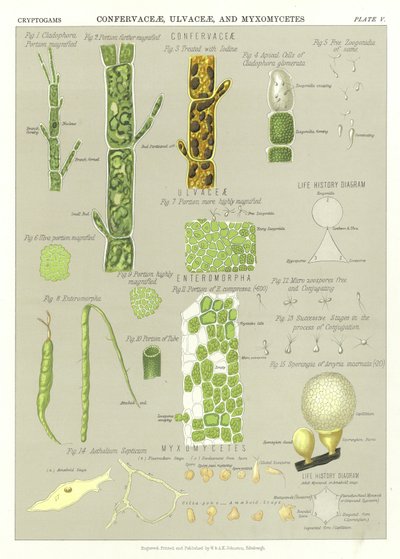 Confervaceae, Ulvaceae, and Myxomycetes by English School