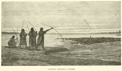 Conibos shooting turtle by English School