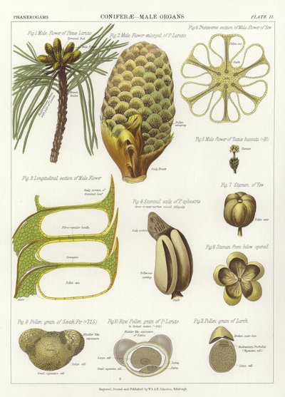 Coniferae, Male Organs by English School