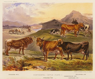Continental Cattle by English School