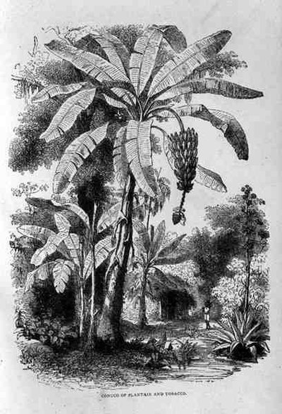 Conuco of Plantain and Tobacco, from Santo Domingo Past and Present by English School