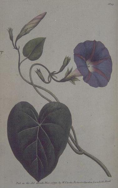 Convolvulus Major, or Purple Bind Weed (Convolvulus purpureus), plate 113 from William Curtis