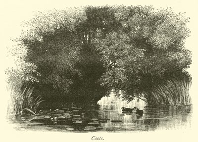 Coots by English School