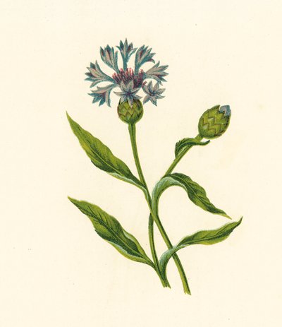 Corn Blue-Bottle, Centaurea Cyanus by English School