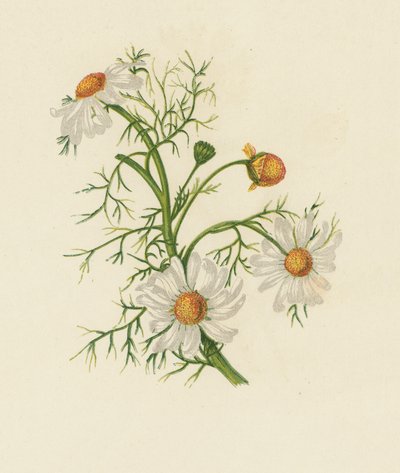 Corn Feverfew, Pyrethrum Inodorum by English School