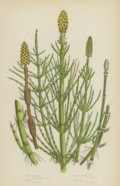 Corn Horsetail, Rough Horsetail, Smooth Naked Horsetail, Marsh Horsetail by English School