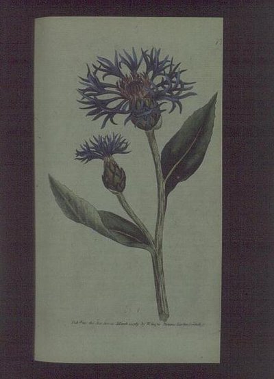 Cornflower (Centaurea montana), plate 77 from William Curtis