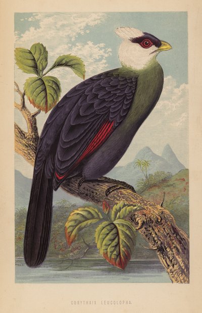 Corythaix Leucolopha by English School