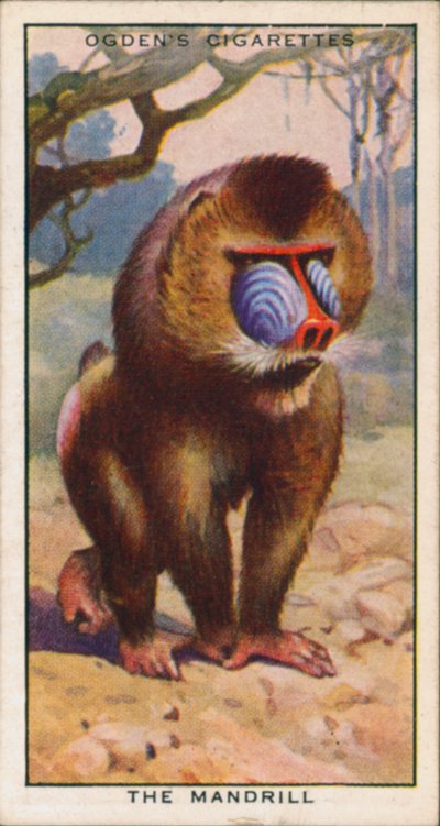 Courtship Colours, Animals, The Mandrill by English School