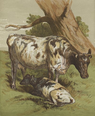 Cow and calf by English School