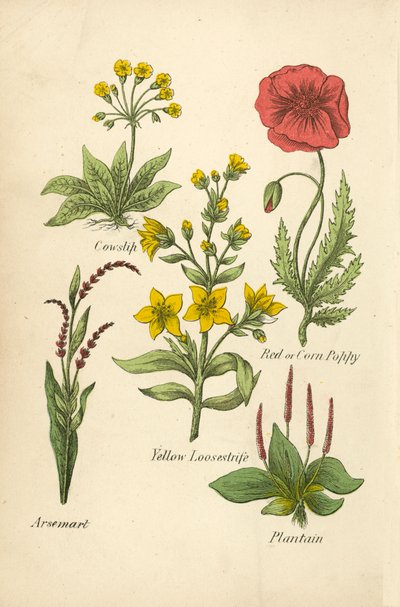 Cowslip, Red or Corn Poppy, Yellow Loosestrife, Arsemart, Plantain by English School