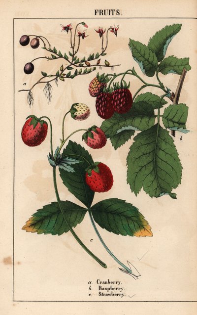 Cranberry, raspberry and strawberry fruits, from 