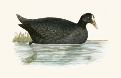 Crested Coot, illustration from 