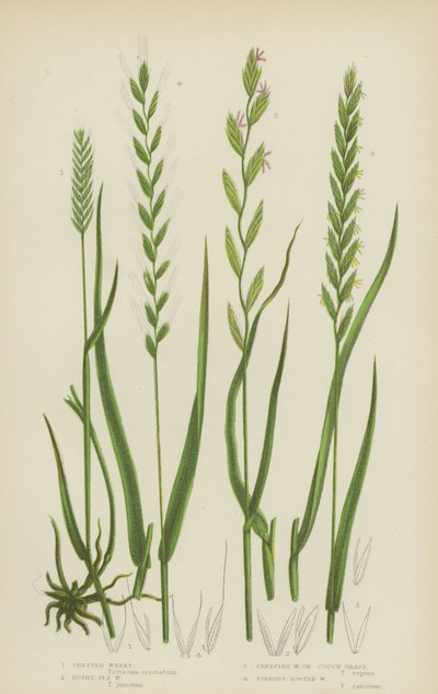 Crested Wheat, Rushy Sea Wheat, Creeping Wheat, or Couch Grass, Fibrous Rooted Wheat by English School
