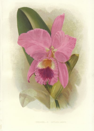 Crimson Cattleya by English School