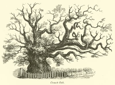 Crouch Oak by English School