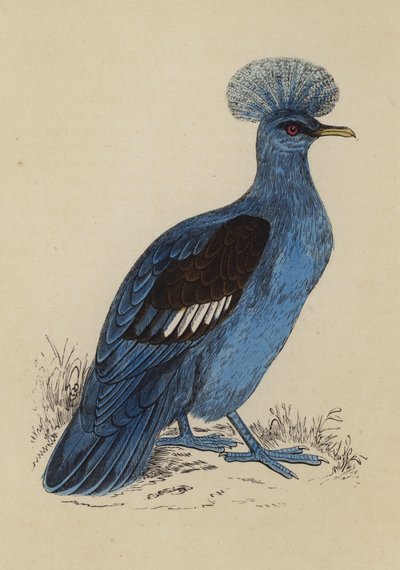 Crowned Pigeon by English School