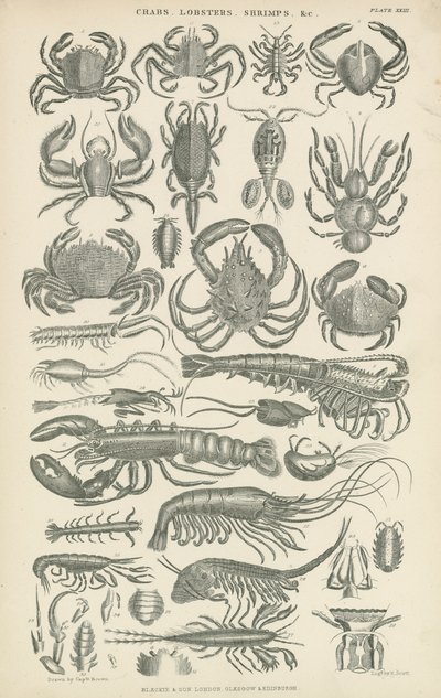 Crustaceans by English School