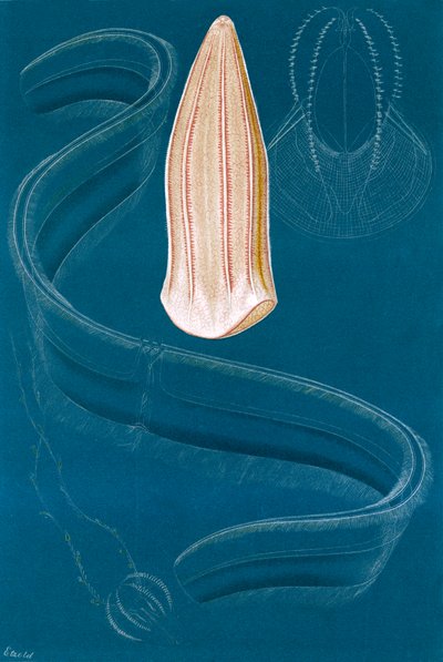 Ctenophores by English School