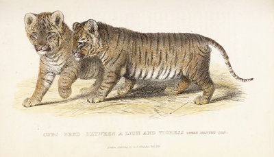 Cubs Bred between a Lion and Tigress, Three Months Old by English School