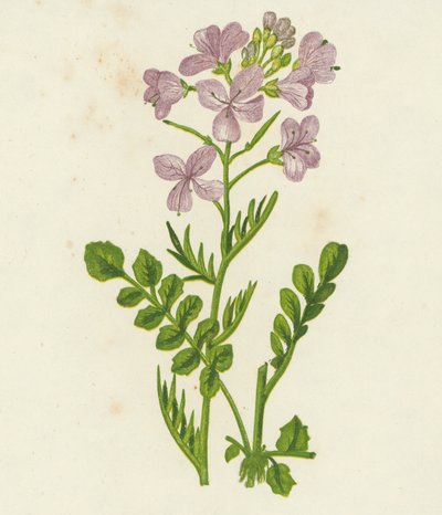 Cuckoo Flower, Cardamine Pratensis by English School