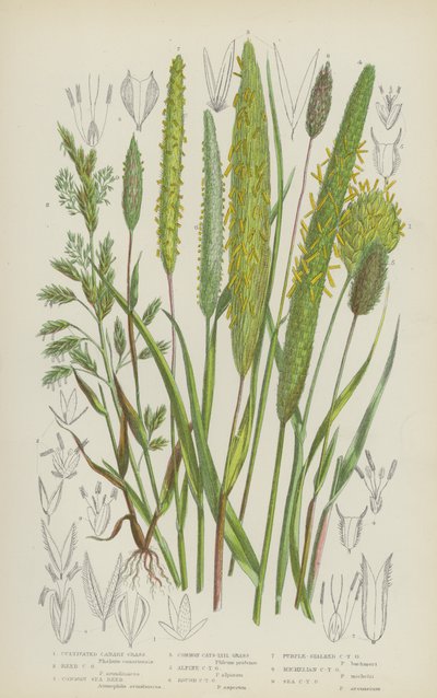 Cultivated Canary Grass, Reed Canary Grass, Common Sea Reed, Common Cats-Tail Grass by English School