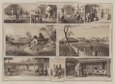 Cultivation and Preparation of Tea by English School