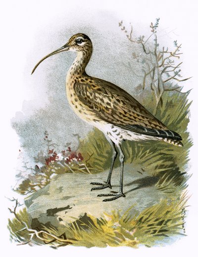 Curlew by English School