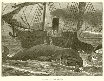 Cutting up the Whale by English School