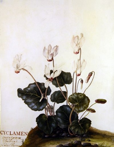Cyclamen European Sowbred Lady Clarendon by English School