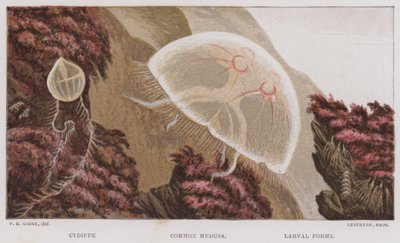 Cydippe, Common Medusa, Larval Forms by English School