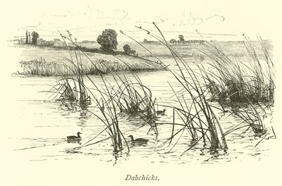 Dabchicks by English School