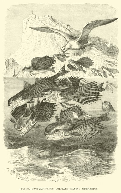 Dactylopterus Volitans, Flying Gurnards by English School