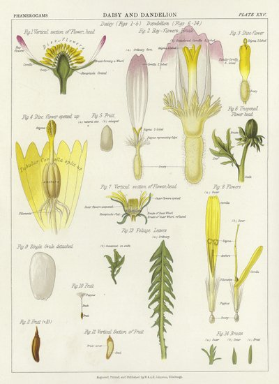 Daisy and Dandelion by English School