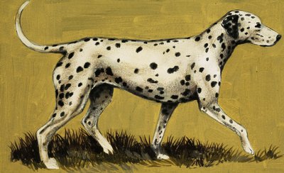Dalmatian Dog by English School
