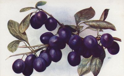 Damson, 