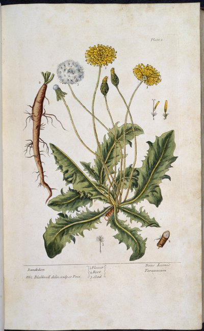 Dandelion, from A Curious Herbal by Elizabeth Blackwell by English School