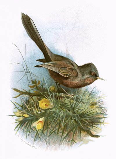 Dartford Warbler by English School