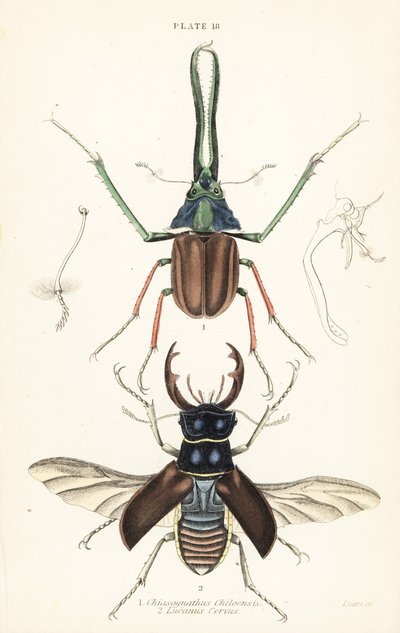 Darwin