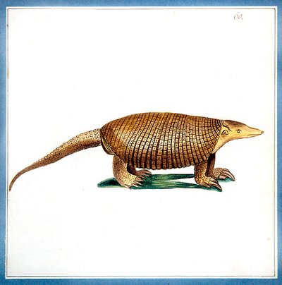 Dasypus armadillo by English School