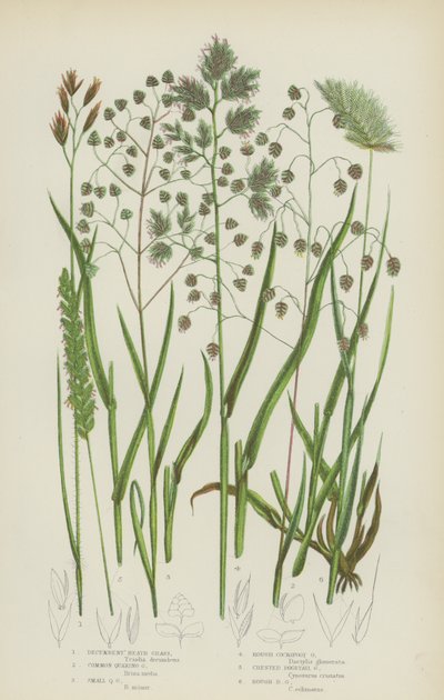 Decumbent Heath Grass, Common Quaking Grass, Small Quaking Grass, Rough Cocksfoot Grass by English School