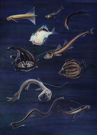 Deep sea fish by English School