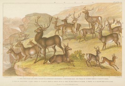 Deer by English School