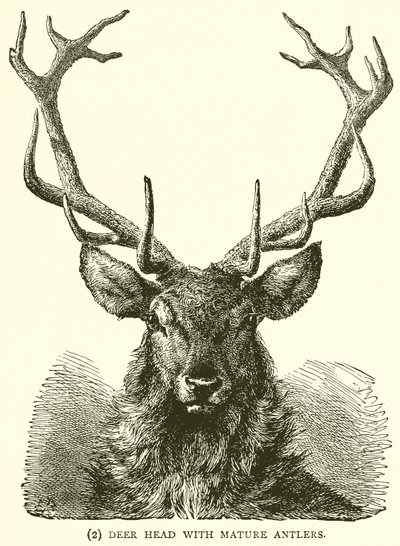 Deer Head with Mature Antlers by English School