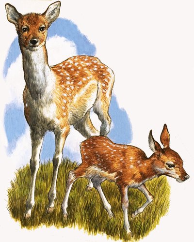 Deer and Foal by English School
