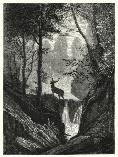 Deer in Forest by English School