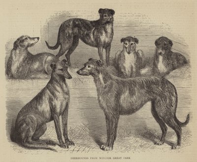 Deerhounds from Windsor Great Park by English School