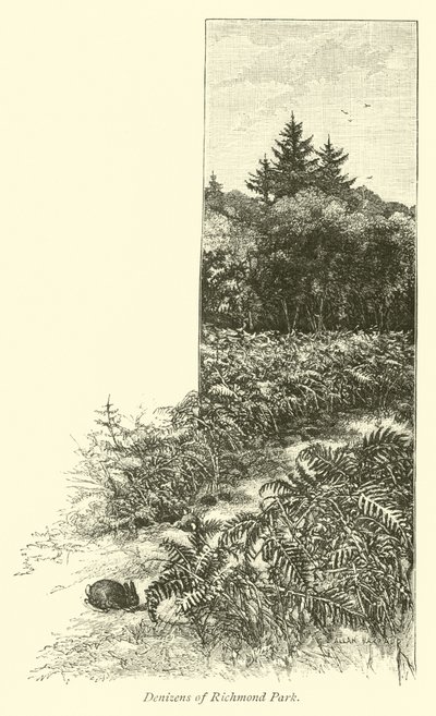 Denizens of Richmond Park by English School