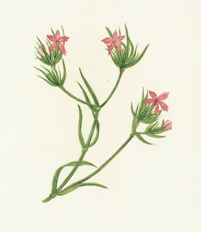 Deptford Pink, Dianthus Armeria by English School