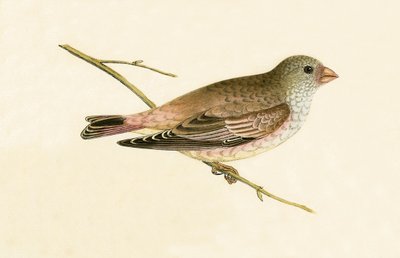 Desert Trumpeter Bullfinch, illustration from 